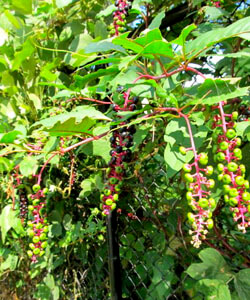 Allison O. Adams, Poke berries turning purple, Decatur, Georgia, 2011. Allison O. Adams, Poke berries turning purple, Decatur, Georgia, 2011.