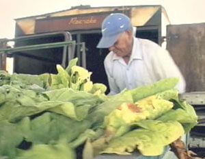 Don Candelario and a vegetable truck from The Guestworker, 2007. Don Candelario and a vegetable truck from The Guestworker, 2007.