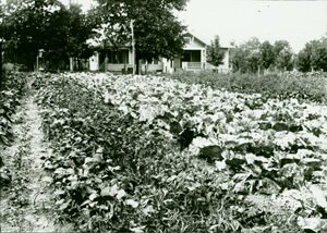 Photographer unknown, Old Stock garden, Baxter County, Arkansas, early 20th century. Courtesy University of Central Arkansas Archives, Butcher-Keller Collection.  Photographer unknown, Old Stock garden, Baxter County, Arkansas, early 20th century. Courtesy University of Central Arkansas Archives, Butcher-Keller Collection.