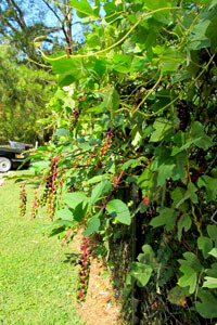 Allison O. Adams, Kudzu and pokeweed in grocery store parking lot, Decatur, Georgia, 2011. Allison O. Adams, Kudzu and pokeweed in grocery store parking lot, Decatur, Georgia, 2011.