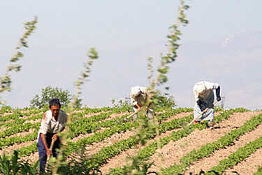 Mary E. Frederickson, Workers chopping cotton outside Margilan, Uzbekistan, June 2006. Uzbekistan is the world's third largest exporter of cotton. Uzbek students leave school for two months of mandatory work picking cotton during the fall harvest. Serious environmental human rights violations, including the use of child labor, led to a boycott of Uzbek cotton by some European nations beginning in 2009. Mary E. Frederickson, Workers chopping cotton outside Margilan, Uzbekistan, June 2006. Uzbekistan is the world's third largest exporter of cotton. Uzbek students leave school for two months of mandatory work picking cotton during the fall harvest. Serious environmental human rights violations, including the use of child labor, led to a boycott of Uzbek cotton by some European nations beginning in 2009.