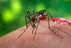 James Gathany, A female Aedes aegypti mosquito plays a key role as a vector for the Flavivirus, "yellow fever," a disease that left its mark on Charleston. Courtesy of the CDC Public Health Image Library, #9256. James Gathany, A female Aedes aegypti mosquito plays a key role as a vector for the Flavivirus, "yellow fever," a disease that left its mark on Charleston. Courtesy of the CDC Public Health Image Library, #9256.