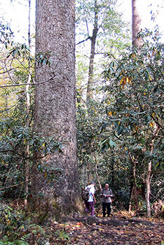 Brian Stansberry, Visitors stand next to a 400-year-old tree at the Joyce Kilmer Memorial Forest in Graham County, North Carolina, October 2010. Brian Stansberry, Visitors stand next to a 400-year-old tree at the Joyce Kilmer Memorial Forest in Graham County, North Carolina, October 2010.