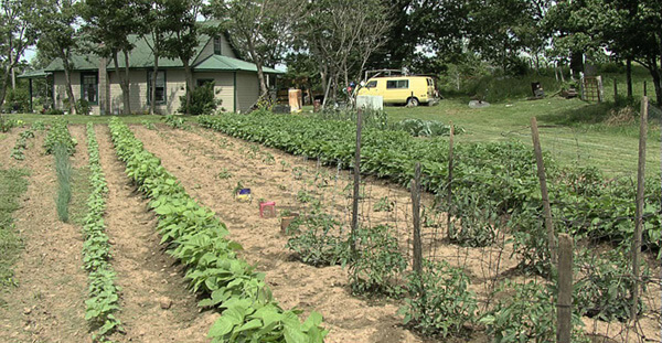 Zachariah McCannon, Old Stock Ozark garden, Newton County, Arkansas, 2007. Zachariah McCannon, Old Stock Ozark garden, Newton County, Arkansas, 2007.