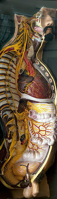 Carol M. Highsmith, Anatomical model acquired in Paris by Josiah C. Nott for the Medical College of Alabama, Mobile, Alabama, 2010. Library of Congress, Prints and Photographs Division,LC-DIG-highsm-05221. Carol M. Highsmith, Anatomical model acquired in Paris by Josiah C. Nott for the Medical College of Alabama, Mobile, Alabama, 2010. Library of Congress, Prints and Photographs Division,LC-DIG-highsm-05221.