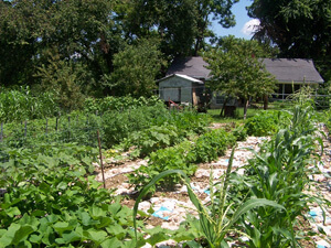 Brenda Smyth, Willodean's garden, Searcy County, Arkansas, July 2009. Brenda Smyth, Willodean's garden, Searcy County, Arkansas, July 2009.