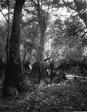 Nancy Marshall, Big Cypress, Altamaha River, Georgia, 2010. Nancy Marshall, Big Cypress, Altamaha River, Georgia, 2010.