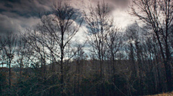 Timber acres, Winter's Bone, 2010. Timber acres, Winter's Bone, 2010.