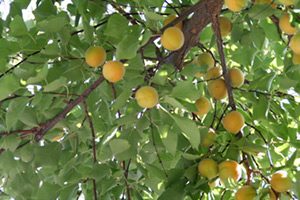 Mary E. Frederickson, Ripe apricots on trees in the factory courtyard, Margilan, Uzbekistan, 2006. Mary E. Frederickson, Ripe apricots on trees in the factory courtyard, Margilan, Uzbekistan, 2006.