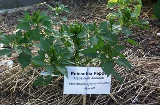 Brian C. Campbell, Poinsettia Peppers in the Seed Bank Heritage Garden, Greenbriar, Arkansas, 2008. Brian C. Campbell, Poinsettia Peppers in the Seed Bank Heritage Garden, Greenbriar, Arkansas, 2008.