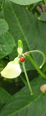 Brian C. Campbell, Ladybug on Whippoorwill field pea plant, Faulkner County, Arkansas, Seed Bank Heritage Garden, 2007. Brian C. Campbell, Ladybug on Whippoorwill field pea plant, Faulkner County, Arkansas, Seed Bank Heritage Garden, 2007.