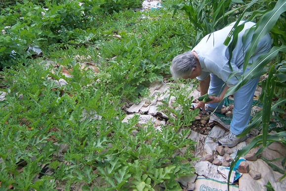 Brenda Smyth, Old chicken feed bags in garden with rocks on them as mulch, Searcy County, Arkansas, July 2009. Brenda Smyth, Old chicken feed bags in garden with rocks on them as mulch, Searcy County, Arkansas, July 2009.