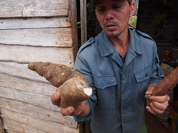 Charles D. Thompson, Jr., Casava grown and shown by farmer Noél Parrapito. Viñales, Cuba, January 2011. Charles D. Thompson, Jr., Casava grown and shown by farmer Noél Parrapito. Viñales, Cuba, January 2011.