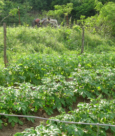 Crystal Bowne, Back-to-the-Land Ozarker Gardens, Newton County, Arkansas, 2010 Crystal Bowne, Back-to-the-Land Ozarker Gardens, Newton County, Arkansas, 2010