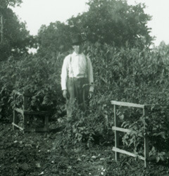 Arthur Keller, Man standing among tomato plants, early 20th century, Mountain Home, Baxter County, Arkansas, Keller-Butcher Collection, University of Central Arkansas Archives. Arthur Keller, Man standing among tomato plants, early 20th century, Mountain Home, Baxter County, Arkansas, Keller-Butcher Collection, University of Central Arkansas Archives.