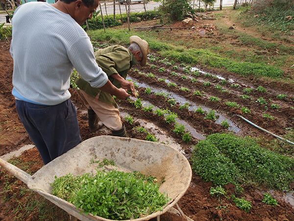 Charles D. Thompson, Jr., Farmers near Trinidad planting watercress for later sale in town. Trinidad, Cuba, December 2010.  Charles D. Thompson, Jr., Farmers near Trinidad planting watercress for later sale in town. Trinidad, Cuba, December 2010.