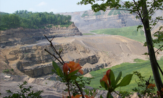 Denny Tyler, Native plants manage to survive on the fringes of the Edwight Mountaintop Removal site, Raleigh County, West Virgina, 2008.  Denny Tyler, Native plants manage to survive on the fringes of the Edwight Mountaintop Removal site, Raleigh County, West Virgina, 2008.
