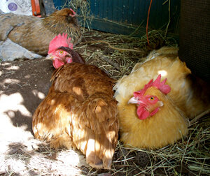 Allison O. Adams, Lucy (Rhode Island red) and Ethel (Buff Orpington) enjoy a bath of dust and sunshine in Adams’s backyard, Decatur, Georgia, November 2009.  Allison O. Adams, Lucy (Rhode Island red) and Ethel (Buff Orpington) enjoy a bath of dust and sunshine in Adams’s backyard, Decatur, Georgia, November 2009.
