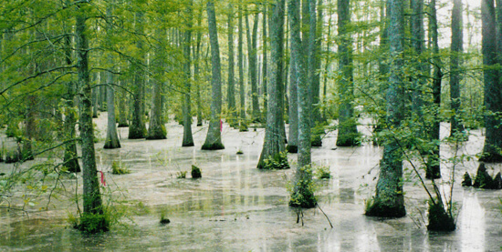 Gary Bridgeman, Bottomland hardwood forest in Wolf River Swamp, Mississippi, 1998. Gary Bridgeman, Bottomland hardwood forest in Wolf River Swamp, Mississippi, 1998.