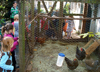 Allison O. Adams, Local kindergarteners visit an urban chicken coop, Decatur, Georgia, November 2009.  Allison O. Adams, Local kindergarteners visit an urban chicken coop, Decatur, Georgia, November 2009.