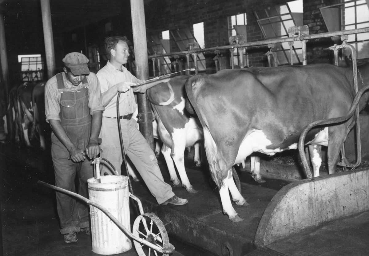 Men spraying cattle with DDT, October 12, 1950. Photograph by unknown creator. Image courtesy of North Carolina State University Special Collections Research Center, d.lib.ncsu.edu/collections/catalog/ua100_099-002-cb0002_009-4688-002.