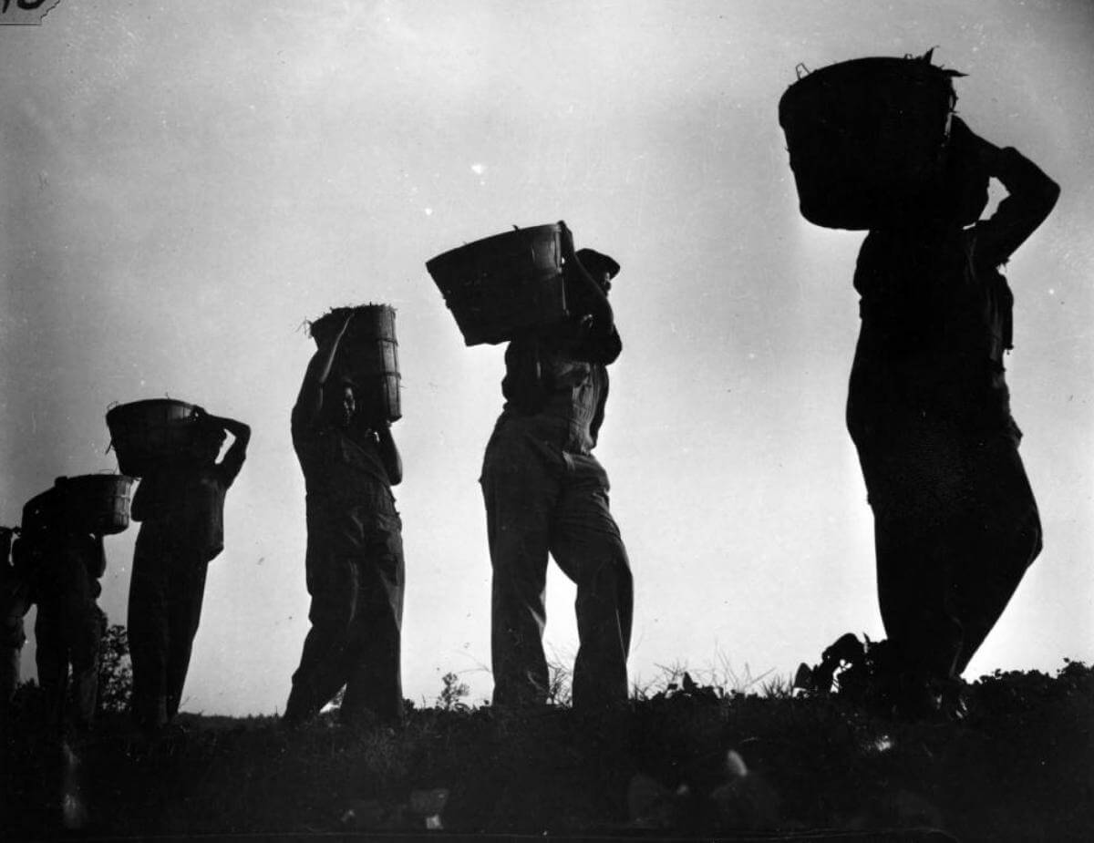African-American women carry hampers of beans, Georgia's prisons, Georgia, November 3, 1940. Copyright Atlanta-Journal Constitution. Courtesy of Georgia State University Library, Photographic Collection, Special Collections and Archives, Atlanta Journal-Constitution Photographic Archives, digitalcollections.library.gsu.edu/cdm/ref/collection/ajc/id/611/rec/53. African-American women carry hampers of beans, Georgia's prisons, Georgia, November 3, 1940. Copyright Atlanta-Journal Constitution. Courtesy of Georgia State University Library, Photographic Collection, Special Collections and Archives, Atlanta Journal-Constitution Photographic Archives, digitalcollections.library.gsu.edu/cdm/ref/collection/ajc/id/611/rec/53.