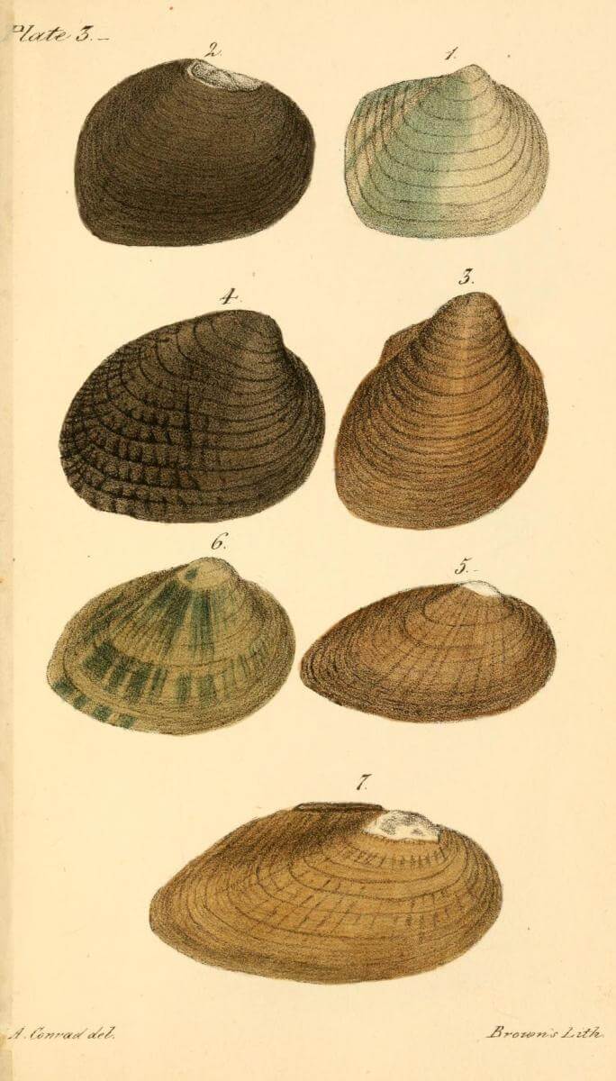 Plate 3, 1834. Colored illustration by T. A. Conrad. Originally published in T. A. Conrad's New Fresh Water Shells of the United States (Philadelphia, Pennsylvania: Judah Dobson, 1834). Courtesy of Smithsonian Libraries, archive.org/details/newfreshwatershe00conr. Illustration depicts freshwater mussel shells mostly collected from rivers and streams in Alabama. Plate 3, 1834. Colored illustration by T. A. Conrad. Originally published in T. A. Conrad's New Fresh Water Shells of the United States (Philadelphia, Pennsylvania: Judah Dobson, 1834). Courtesy of Smithsonian Libraries, archive.org/details/newfreshwatershe00conr. Illustration depicts freshwater mussel shells mostly collected from rivers and streams in Alabama.