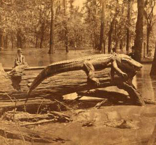 A big aligator, about 800 lbs. Photograph by ST Blessing. Courtesy of The Miriam and Ira D. Wallach Division of Art, Prints and Photographs, The New York Public Library Digital Collections.