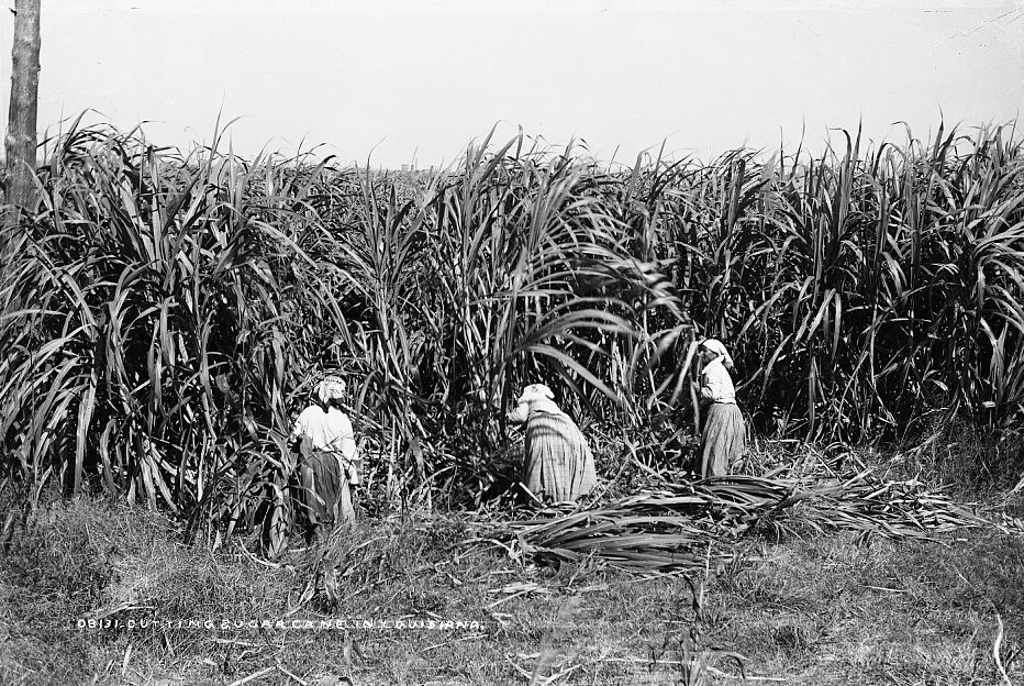Cutting sugar cane in Louisiana, ca. 1880–1897. Photograph by William Henry Jackson. Courtesy of  Detroit Publishing Company Photograph Collection. Library of Congress Prints and Photographs Division Washington, DC.  Cutting sugar cane in Louisiana, ca. 1880–1897. Photograph by William Henry Jackson. Courtesy of  Detroit Publishing Company Photograph Collection. Library of Congress Prints and Photographs Division Washington, DC.