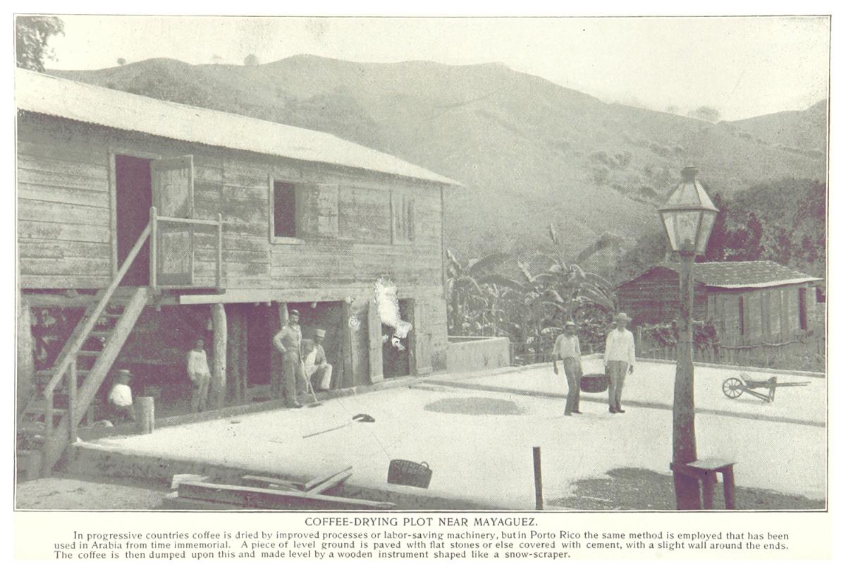 Coffee-Drying Plot near Mayaguez, Puerto Rico, 1899. Courtesy of Wikimedia Commons. Image is in public domain.  Coffee-Drying Plot near Mayaguez, Puerto Rico, 1899. Courtesy of Wikimedia Commons. Image is in public domain.