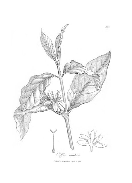 Botanical illustration of coffea arabica, 1794. Courtesy of Wikimedia Commons. Image is in public domain.  Botanical illustration of coffea arabica, 1794. Courtesy of Wikimedia Commons. Image is in public domain.
