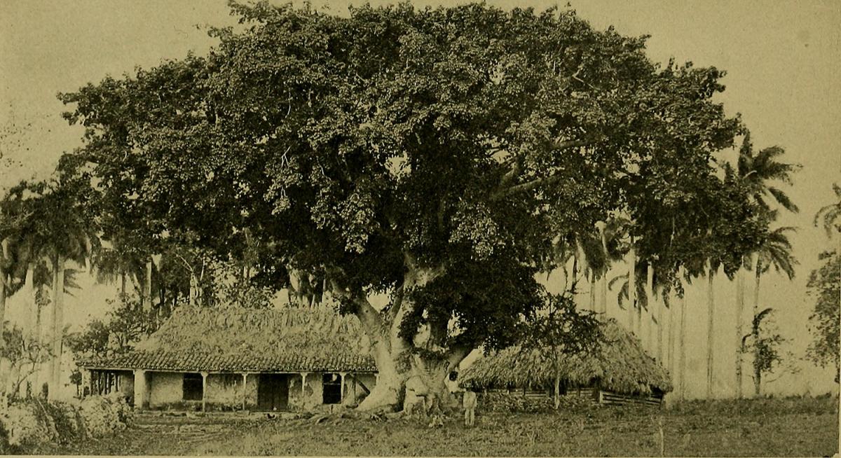 Coffee Plantation, Puerto Rico, 1899. Originally published in Frederick A. Ober, Puerto Rico and Its Resources (New York: D. Appleton and Co., 1899). Photograph uploaded by Flickr user Internet Archive Book Images. Image is in public domain. Coffee Plantation, Puerto Rico, 1899. Originally published in Frederick A. Ober, Puerto Rico and Its Resources (New York: D. Appleton and Co., 1899). Photograph uploaded by Flickr user Internet Archive Book Images. Image is in public domain.