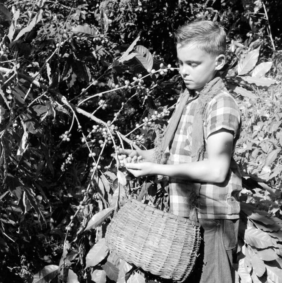 Puerto Rico, boy harvesting coffee beans on plantation in Utuado. Photograph by Clarence Woodrow Sorensen and Eugene V. Harris. Courtesy of the American Geographical Society Library, University of Wisconsin-Milwaukee Libraries. Puerto Rico, boy harvesting coffee beans on plantation in Utuado. Photograph by Clarence Woodrow Sorensen and Eugene V. Harris. Courtesy of the American Geographical Society Library, University of Wisconsin-Milwaukee Libraries.