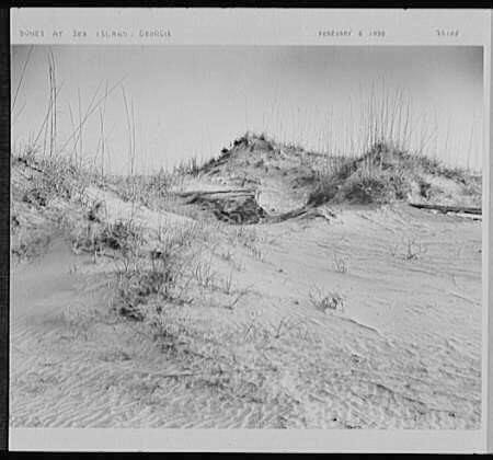 Dunes at Sea Island, Georgia, February 6, 1938. Photograph by Samuel H. Gottscho. Courtesy of The Library of Congress, Prints and Photographs Division, Gottscho-Schleisner Collection, digital ID http://loc.gov/pictures/resource/gsc.5a00119/. Dunes at Sea Island, Georgia, February 6, 1938. Photograph by Samuel H. Gottscho. Courtesy of The Library of Congress, Prints and Photographs Division, Gottscho-Schleisner Collection, digital ID http://loc.gov/pictures/resource/gsc.5a00119/.