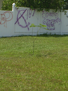 Graffiti, Buenaventura Lakes, Florida, 2010. Photograph by Simone Delerme. Graffiti, Buenaventura Lakes, Florida, 2010. Photograph by Simone Delerme.