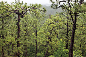 Mature longleaf on Sugar Loaf Mountain, Sand Hills State Forest, Patrick, South Carolina. Photograph by Beth Maynor Young. Reproduced by permission of the University of North Carolina Press. Mature longleaf on Sugar Loaf Mountain, Sand Hills State Forest, Patrick, South Carolina. Photograph by Beth Maynor Young. Reproduced by permission of the University of North Carolina Press.