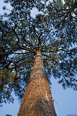 The distinctive shape of a mature longleaf, Weymouth Woods-Sandhills Nature Preserve, Southern Pines, North Carolina. Photograph by Beth Maynor Young. Reproduced by permission of the University of North Carolina Press. The distinctive shape of a mature longleaf, Weymouth Woods-Sandhills Nature Preserve, Southern Pines, North Carolina. Photograph by Beth Maynor Young. Reproduced by permission of the University of North Carolina Press.