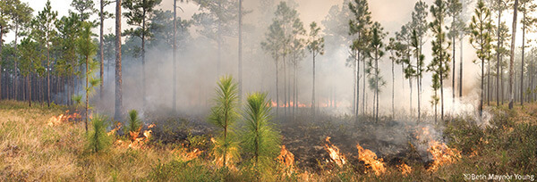 A manageable fire in a regularly burned longleaf area, Blackwater River State Forest, Milton, Florida. Photograph by Beth Maynor Young. Reproduced by permission of the University of North Carolina Press. A manageable fire in a regularly burned longleaf area, Blackwater River State Forest, Milton, Florida. Photograph by Beth Maynor Young. Reproduced by permission of the University of North Carolina Press.