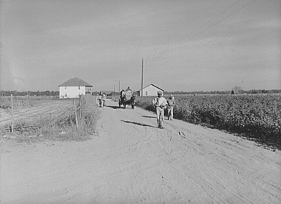 Wagonload of cotton coming out of the field in the evening. Mileston Plantation, Mississippi Delta, Mississippi, 1939. Photographic negative by Marion Post Wolcott. Library of Congress Prints and Photographs Division, FSA/OWI Black-and-White Negatives Collection, LC-USF34-052257-D. Wagonload of cotton coming out of the field in the evening. Mileston Plantation, Mississippi Delta, Mississippi, 1939. Photographic negative by Marion Post Wolcott. Library of Congress Prints and Photographs Division, FSA/OWI Black-and-White Negatives Collection, LC-USF34-052257-D.