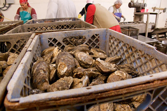 Frank McCains, Oyster shuckers, Houma, Louisiana, 2008. Frank McCains, Oyster shuckers, Houma, Louisiana, 2008.
