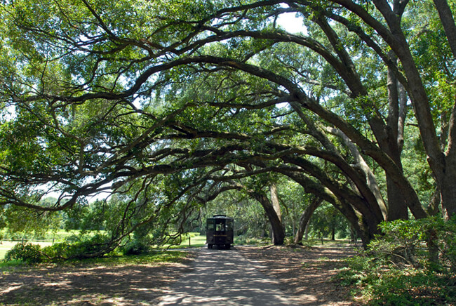 Kate Medley, Charleston tea plantation tour, Wadmalaw Island, South Carolina, 2009. Kate Medley, Charleston tea plantation tour, Wadmalaw Island, South Carolina, 2009.