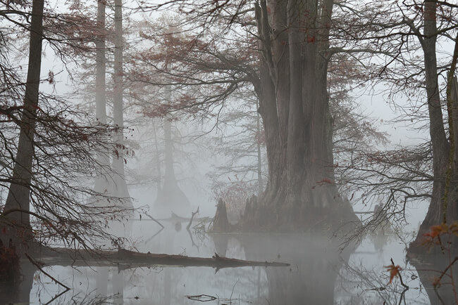 Barry Hamilton, Cypress swamp, Galloway, Arkansas, 2010. Barry Hamilton, Cypress swamp, Galloway, Arkansas, 2010.