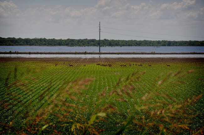Aimee Cahanin, Old River deer, Old River Control Structure, Pointe Coupee Parish, Louisiana, 2011. Aimee Cahanin, Old River deer, Old River Control Structure, Pointe Coupee Parish, Louisiana, 2011.