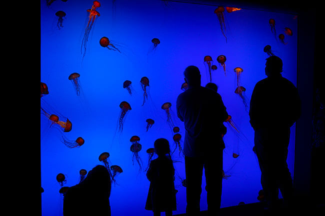 Shamus Warren, Jellyfish at the Georgia Aquarium, Atlanta, Georgia, 2007. Shamus Warren, Jellyfish at the Georgia Aquarium, Atlanta, Georgia, 2007.