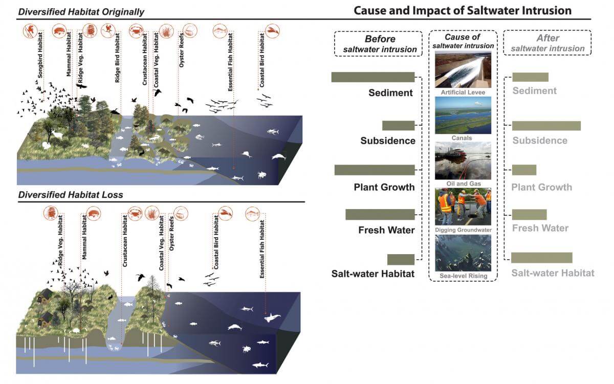 Impact of Salt Water Intrusion, March 25, 2011. Image created by Wikimedia user Hui Tian as part of an assignment for the Wikipedia Ambassador Program. Creative Commons license CC BY-SA 3.0. Saltwater intrusion is the movement of saline water into freshwater aquifers, resulting in diversified habitat loss and land subsidence. Most often, it is caused by ground water pumping from coastal wells, artificial levees, or from the construction of navigation channels or oil field canals that provide conduits for salt water to reach fresh water marshes. Salt water intrusion can also occur due to weather-related storm surges or rising sea levels. Impact of Salt Water Intrusion, March 25, 2011. Image created by Wikimedia user Hui Tian as part of an assignment for the Wikipedia Ambassador Program. Creative Commons license CC BY-SA 3.0. Saltwater intrusion is the movement of saline water into freshwater aquifers, resulting in diversified habitat loss and land subsidence. Most often, it is caused by ground water pumping from coastal wells, artificial levees, or from the construction of navigation channels or oil field canals that provide conduits for salt water to reach fresh water marshes. Salt water intrusion can also occur due to weather-related storm surges or rising sea levels.