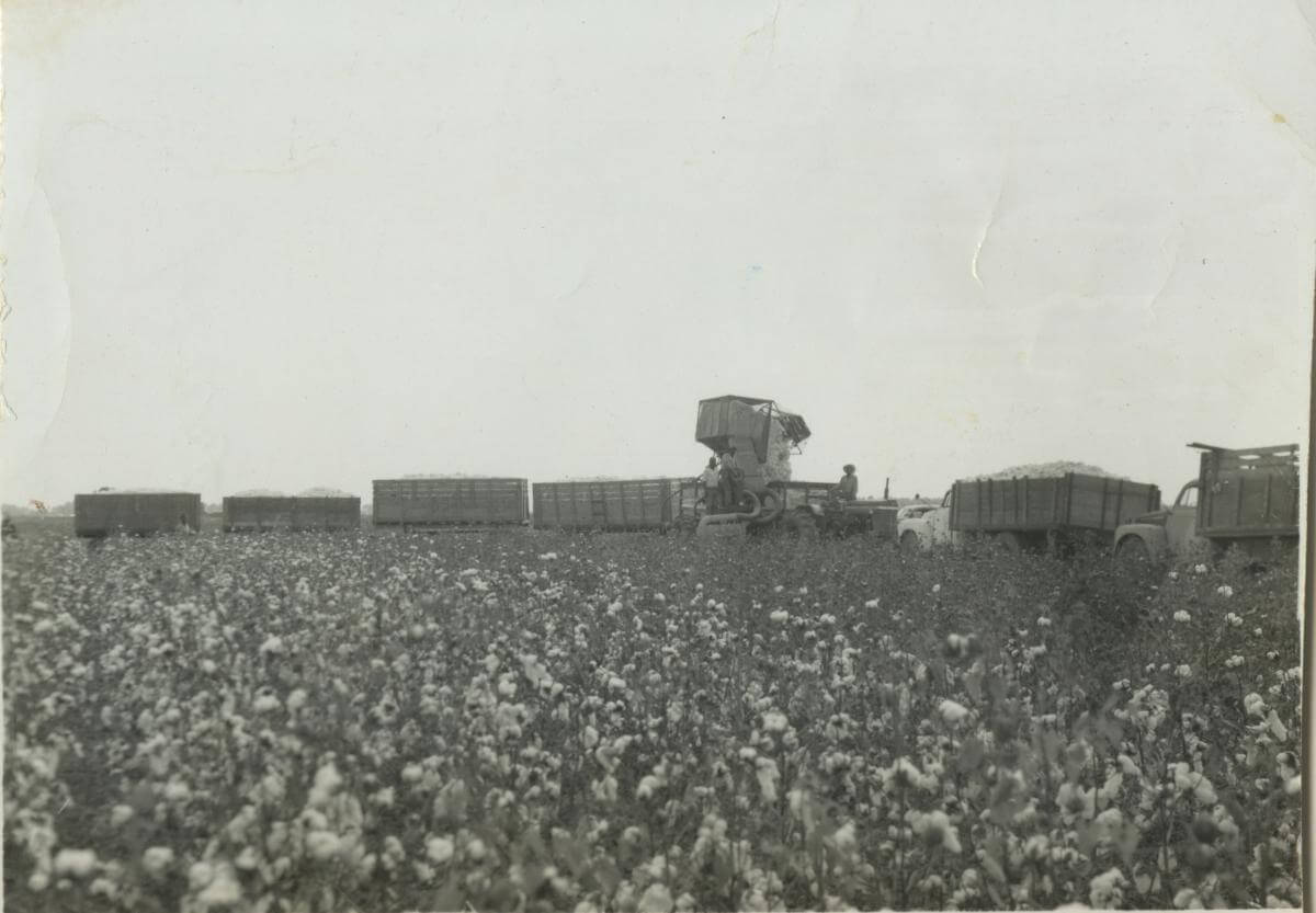 Cotton field on Scott farm, Leflore County, Mississippi, ca. 1950s. Photograph by unknown creator. Originally published in Julian Rankin's Catfish Dream: Ed Scott's Fight for His Family Farm and Racial Justice in the Mississippi Delta (University of Georgia Press, 2018). Courtesy of Willena Scott-White. A black and white photograph of a cotton field with several truckloads of cotton