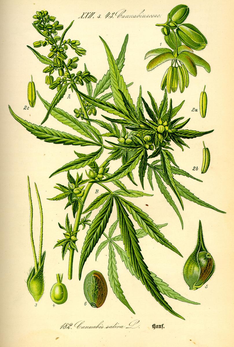 Botanical illustration of Cannabis sativa L. Originally published in Professor Dr. Otto Wilhelm Thomé's Flora von Deutschland, Österreich und der Schweiz (Gera, Germany: 1885). Courtesy of Wikimedia Commons. Image is in public domain. A botanical illustration of Cannabis sativa L. colored in bright green.
