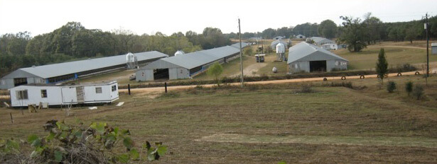 I-35 chicken farm. Photograph by Angela Stuesse. Courtesy of Angela Stuesse. I-35 chicken farm. Photograph by Angela Stuesse. Courtesy of Angela Stuesse.