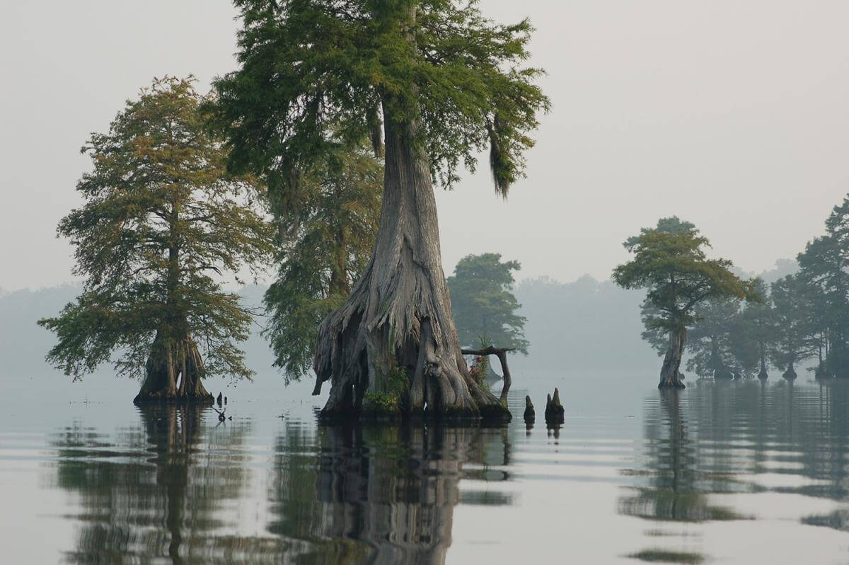 Bald cypress in Lake Drummond, Great Dismal Swamp National Wildlife Refuge, Virginia, August 2, 2006. Photograph by Rebecca Wynn, uploaded by Albert Herring. Courtesy of Wikimedia Commons. Creative Commons license CC BY 2.0. Bald cypress in Lake Drummond, Great Dismal Swamp National Wildlife Refuge, Virginia, August 2, 2006. Photograph by Rebecca Wynn, uploaded by Albert Herring. Courtesy of Wikimedia Commons. Creative Commons license CC BY 2.0.