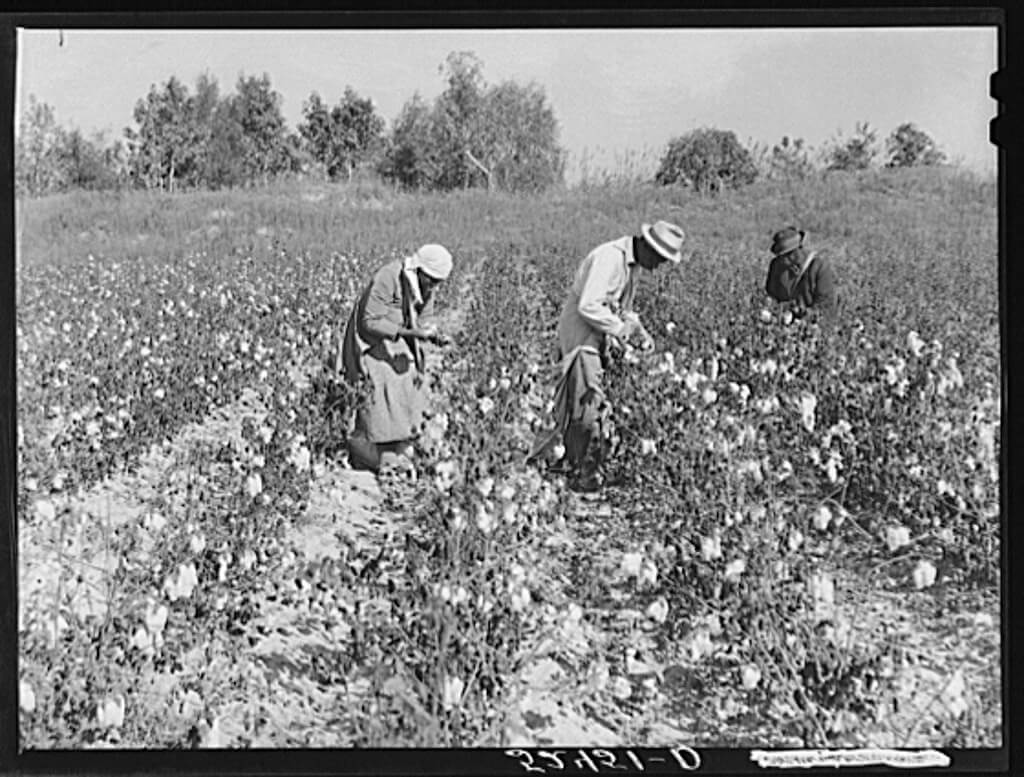 Picking cotton in some of the poorer land, Mississippi Delta, near Clarksdale, Mississippi, Nov. 1939, Photograph by Marion Post Wolcott. Courtesy of the Library of Congress Prints and Photographs Division, loc.gov/pictures/item/fsa2000032878/PP. Picking cotton in some of the poorer land, Mississippi Delta, near Clarksdale, Mississippi, November 1939. Photograph by Marion Post Wolcott. Courtesy of the Library of Congress Prints and Photographs Division, loc.gov/pictures/item/fsa2000032878/PP.